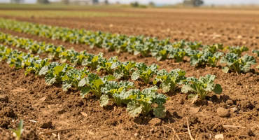 Climate-resilient crop varieties growing in experimental field trials