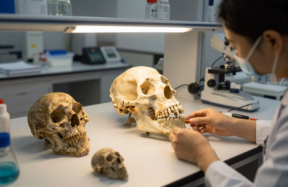 Biological Anthropology