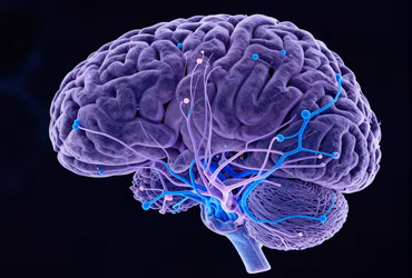 Neural Circuit Mapping