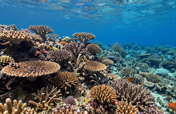 Marine Ecology and Conservation