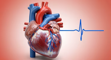 Cardiovascular Physiology